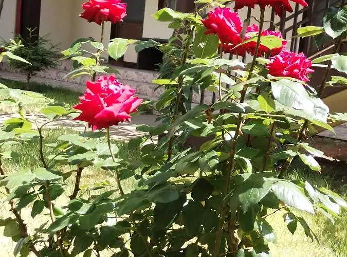 Pensiune La Babusca 3*